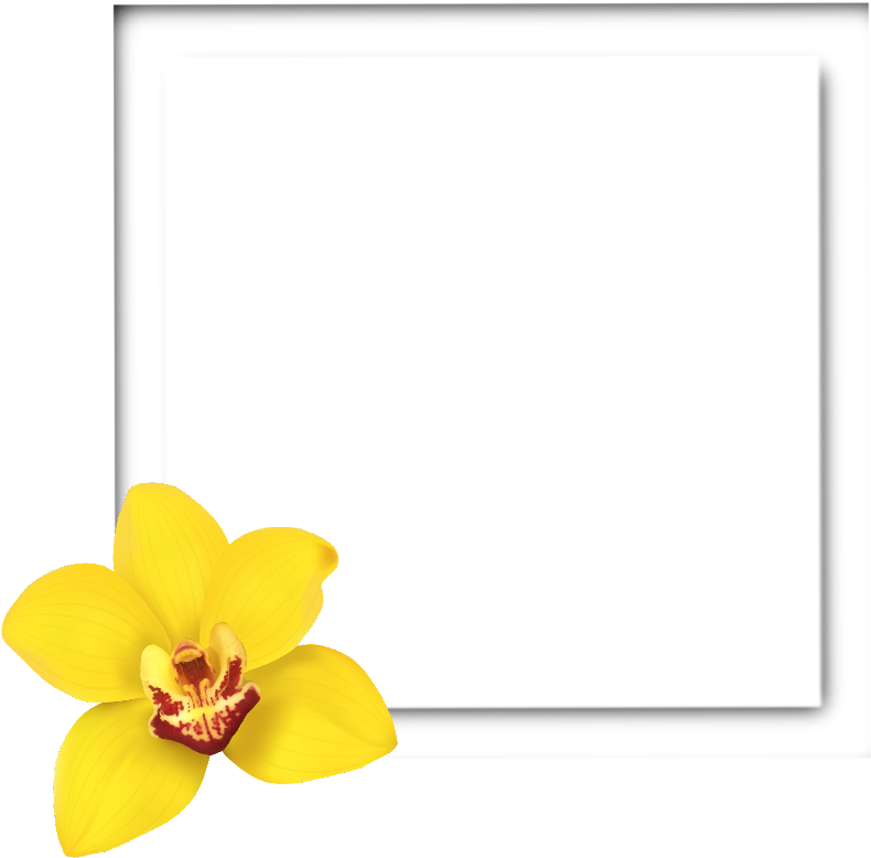 Yellow Orchid Black Square Frame PNG image