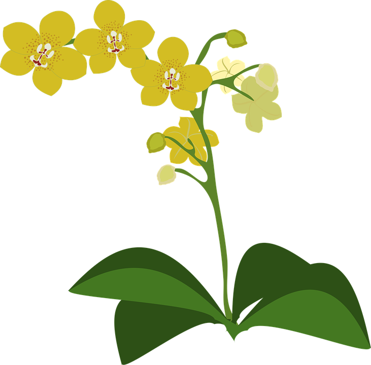 Yellow Orchid Illustration PNG image