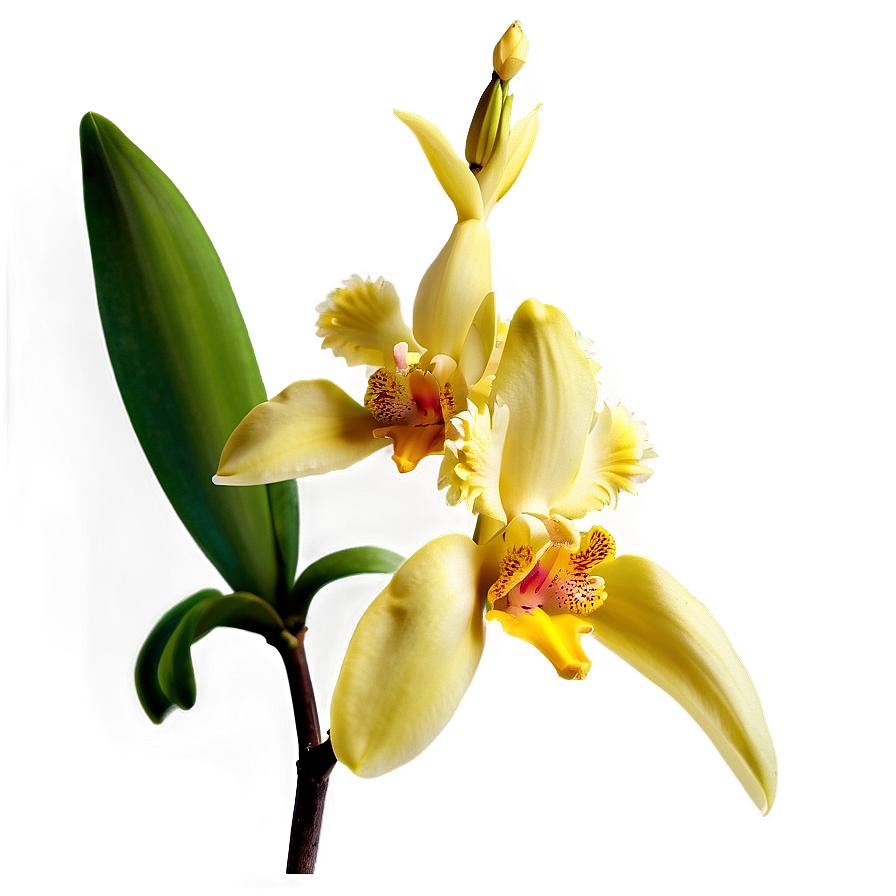 Yellow Orchid Png 05242024 PNG image