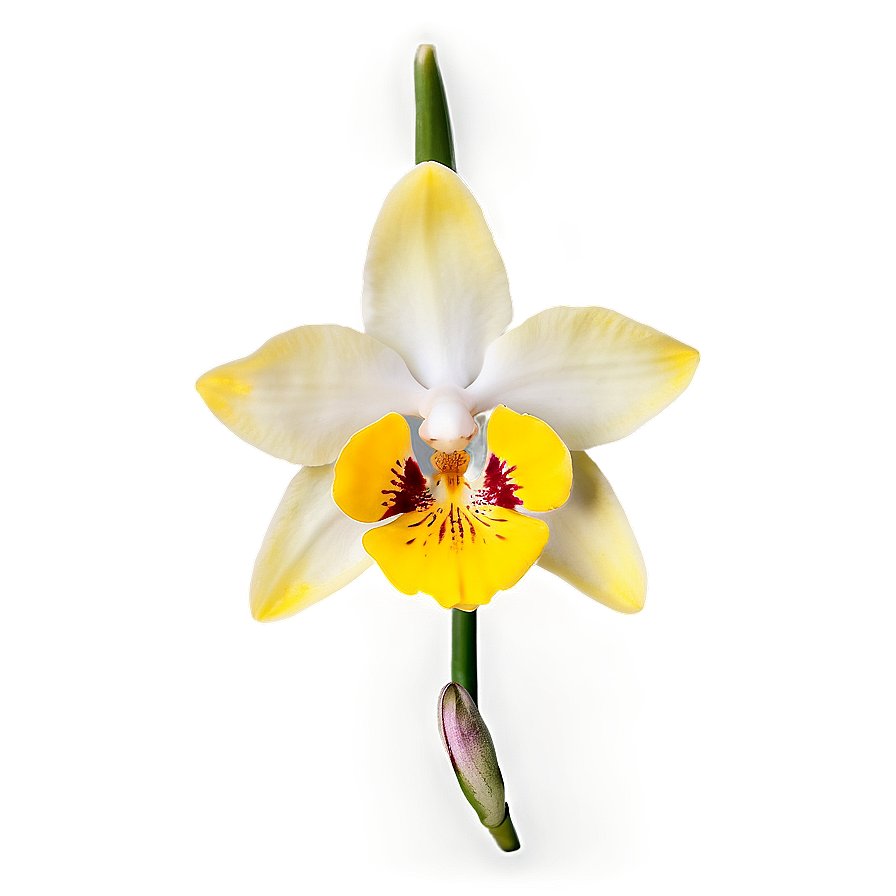 Yellow Orchid Png 98 PNG image