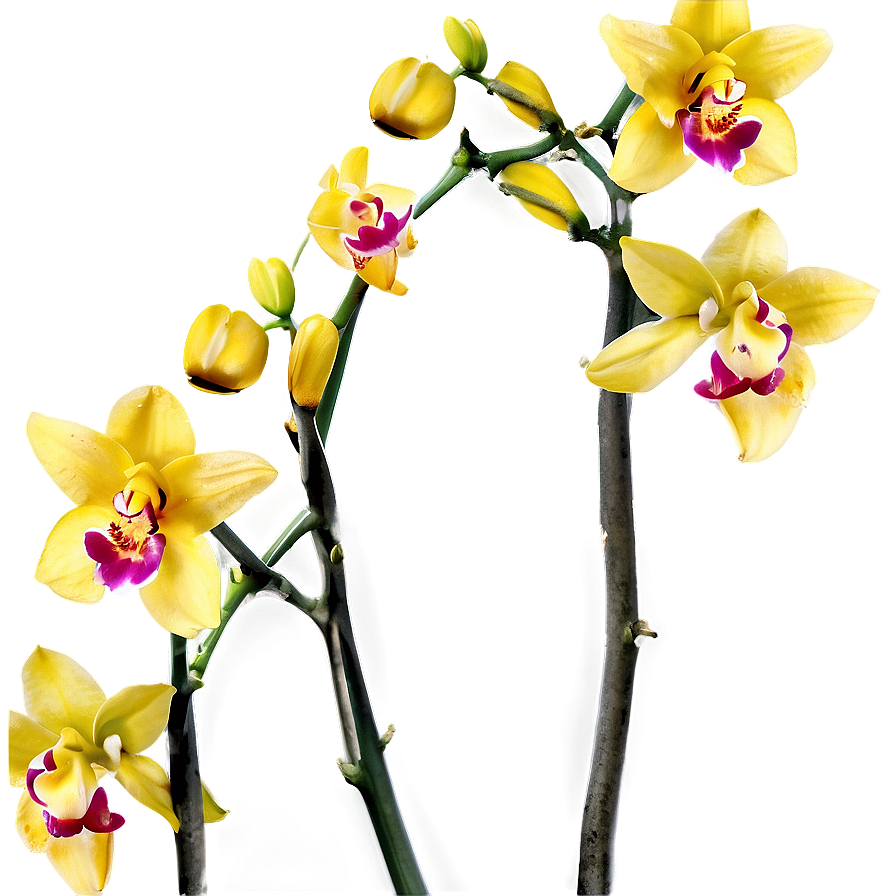 Yellow Orchids Png Tlf PNG image