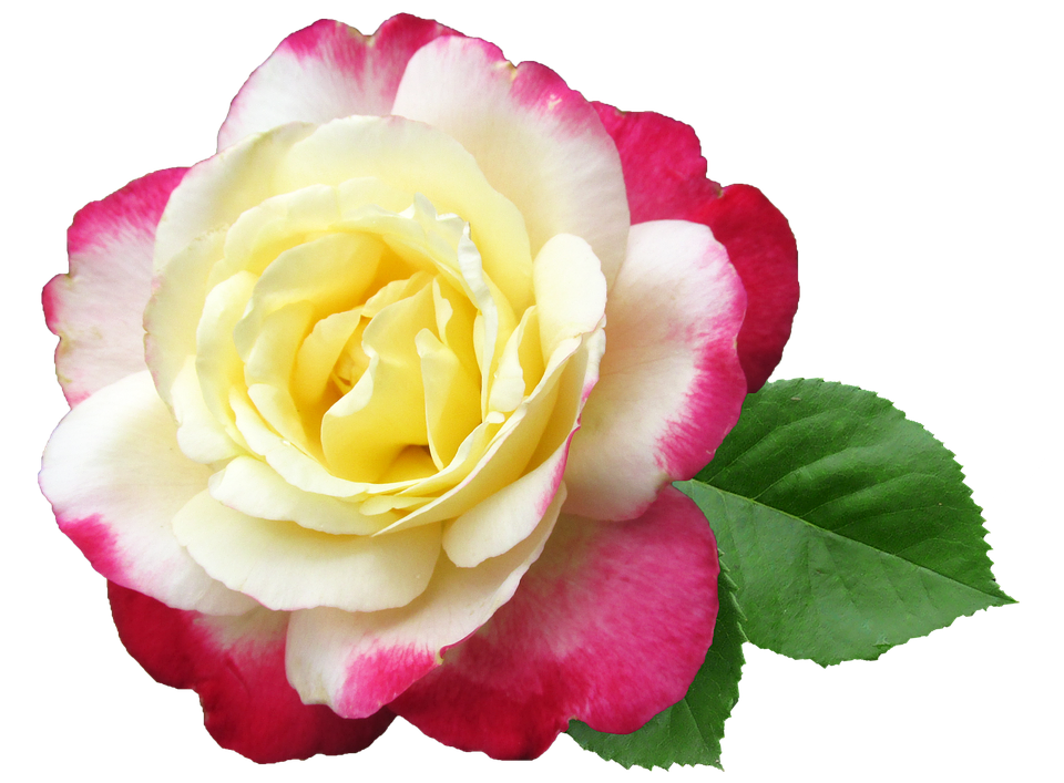 Yellow Pink Rose Transparent Background PNG image