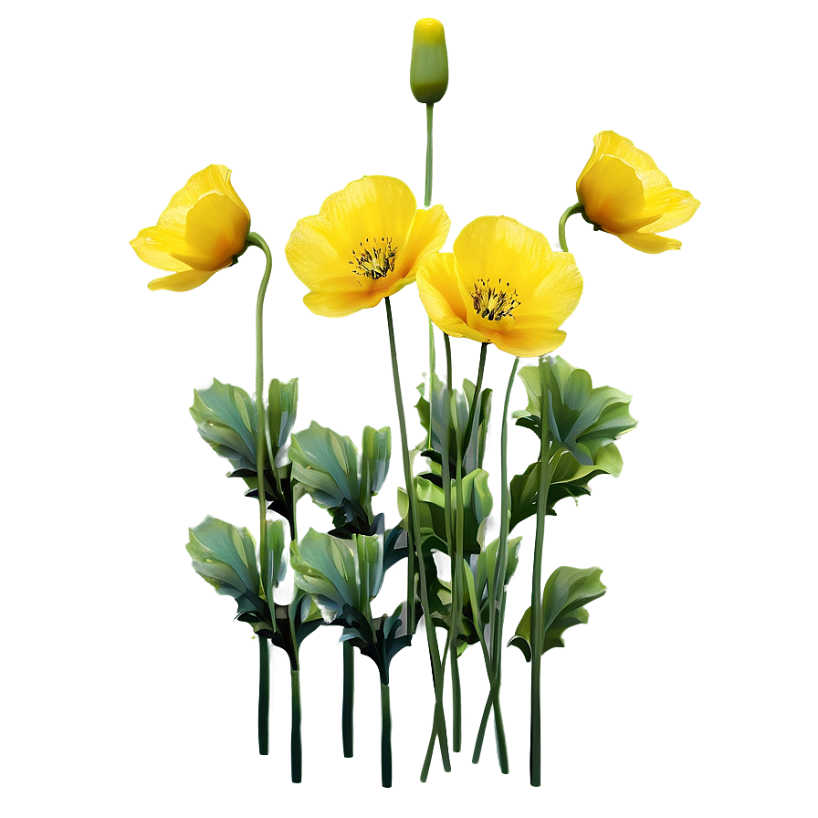 Yellow Poppies Png 06122024 PNG image