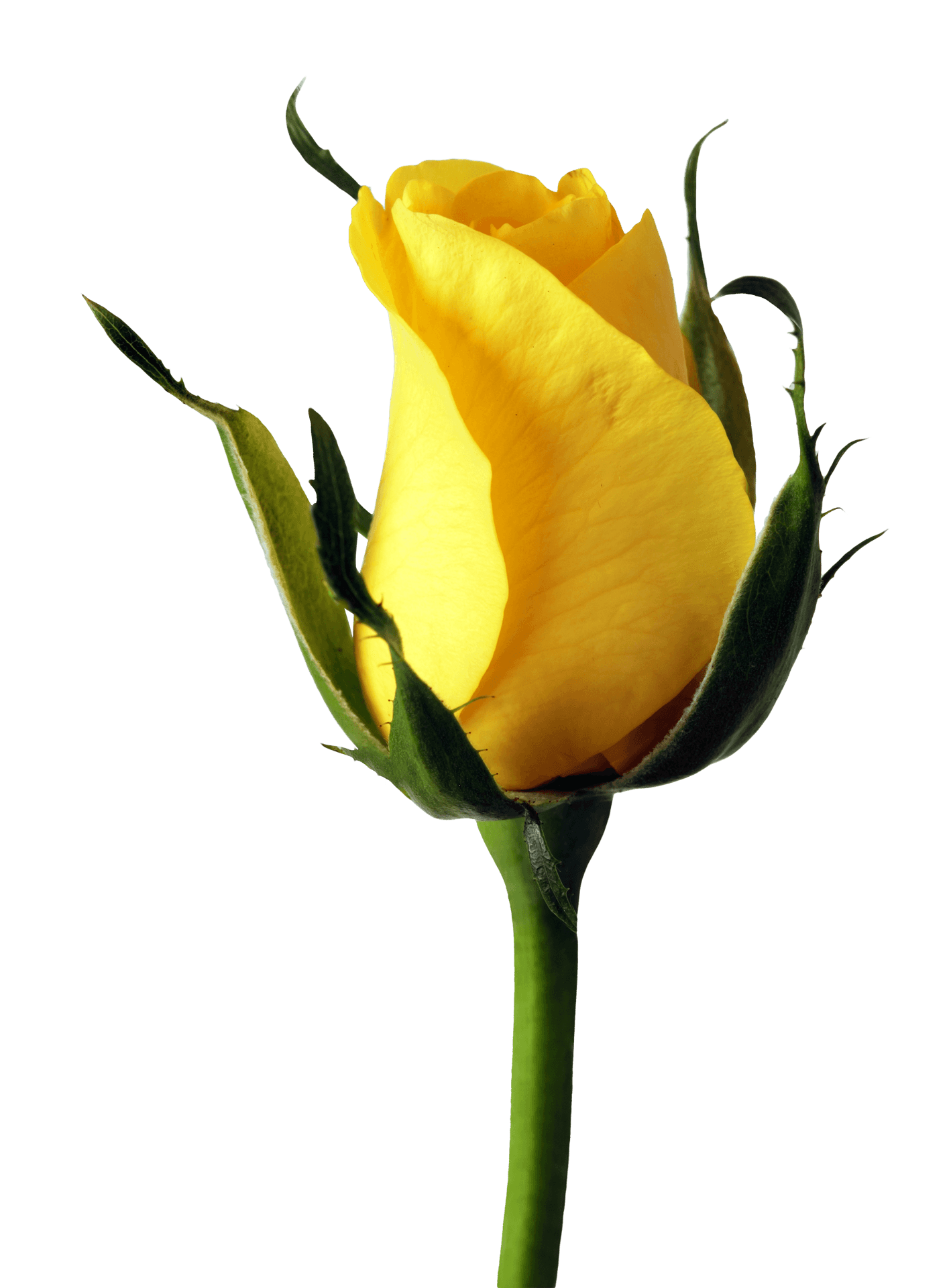 Yellow Rose Bud Single Stem PNG image