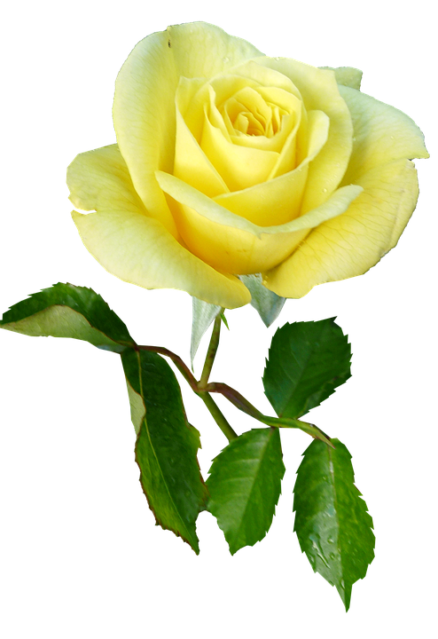 Yellow Rose Isolated Background.png PNG image