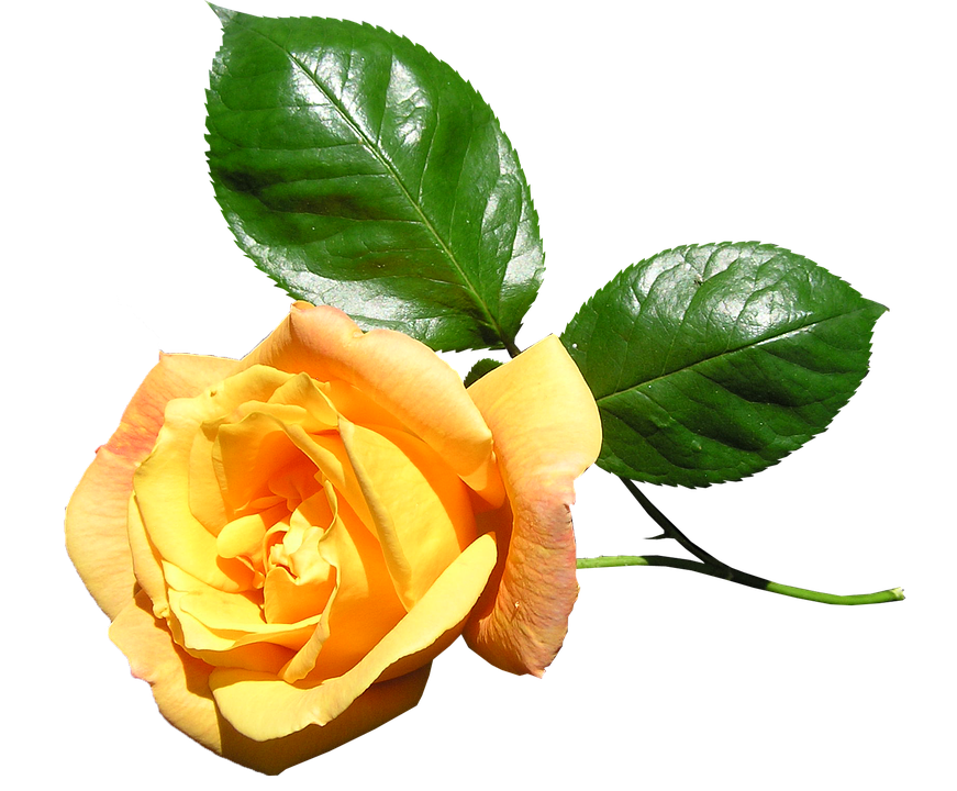 Yellow Rose Transparent Background PNG image