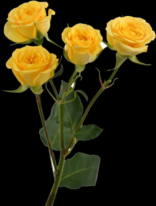 Yellow Roses Black Background PNG image