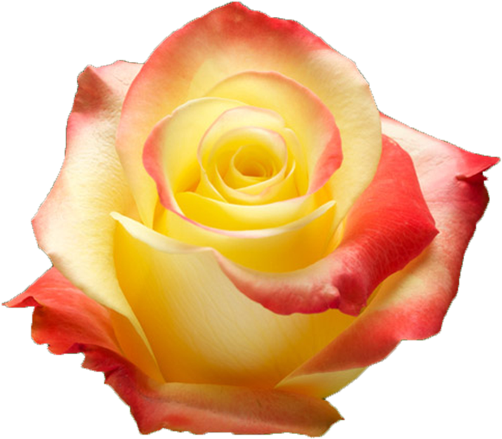 Yellow Rosewith Red Tips.png PNG image