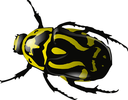 Yellow Striped Beetleon Black Background.jpg PNG image