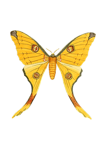 Yellow Swallowtail Butterfly Illustration PNG image
