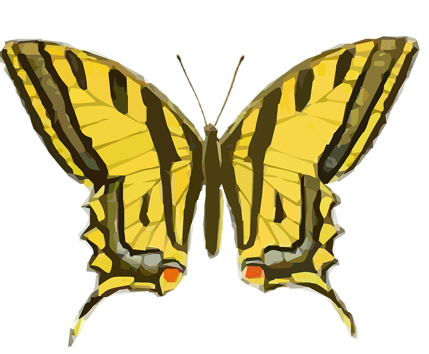 Yellow Swallowtail Butterfly Illustration PNG image