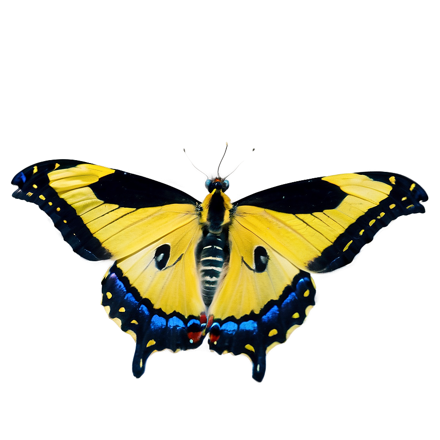 Yellow Tiger Butterfly Png Sdm PNG image