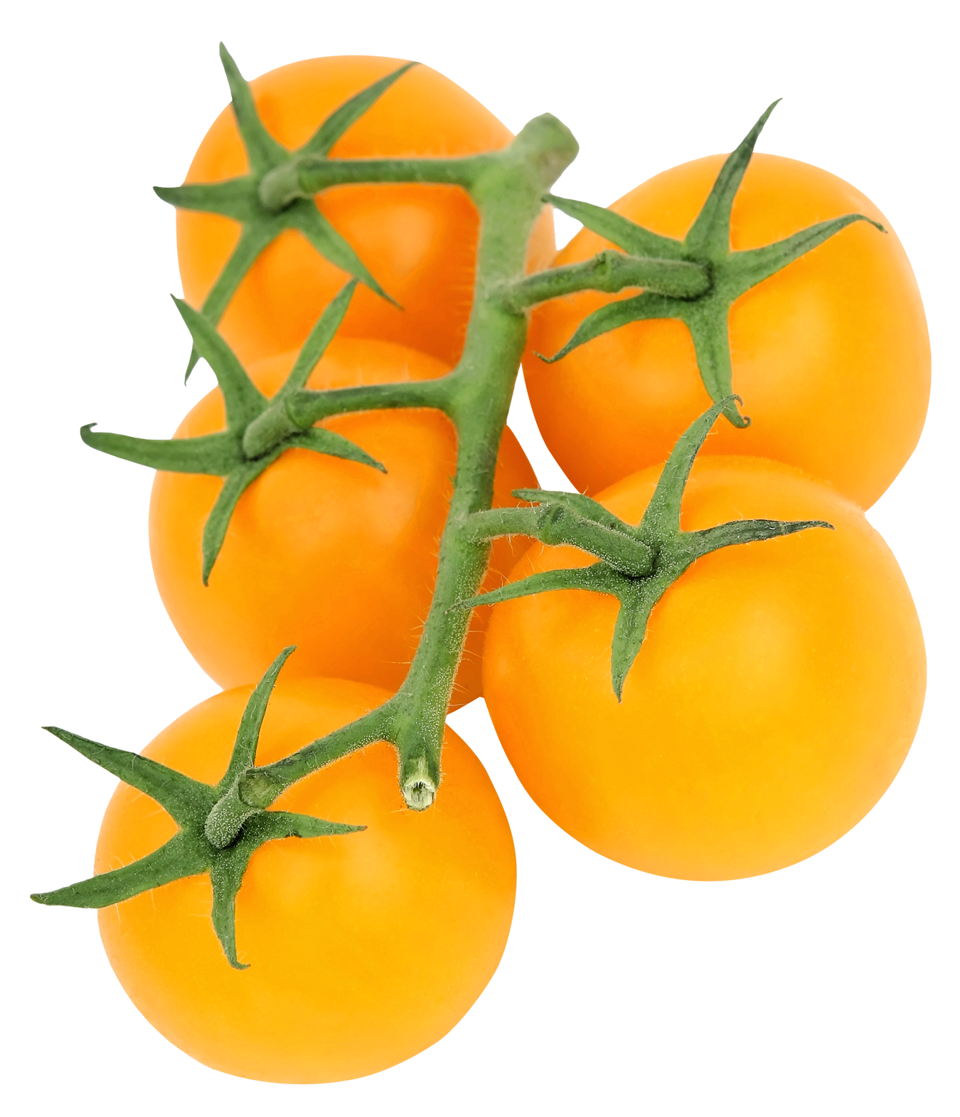Yellow Tomatoeson Vine PNG image