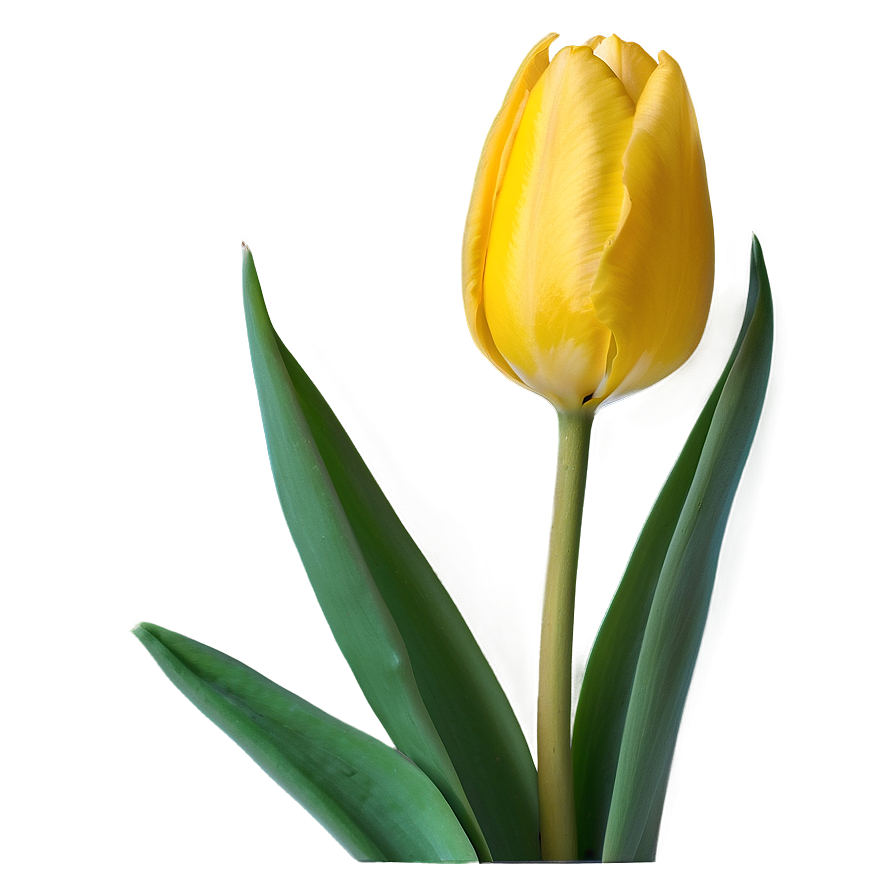 Yellow Tulip Png 05212024 PNG image