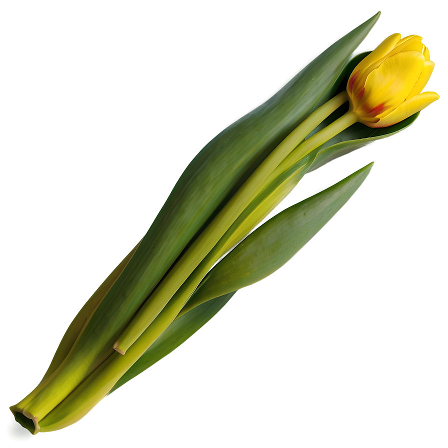 Yellow Tulip Png Ggu PNG image