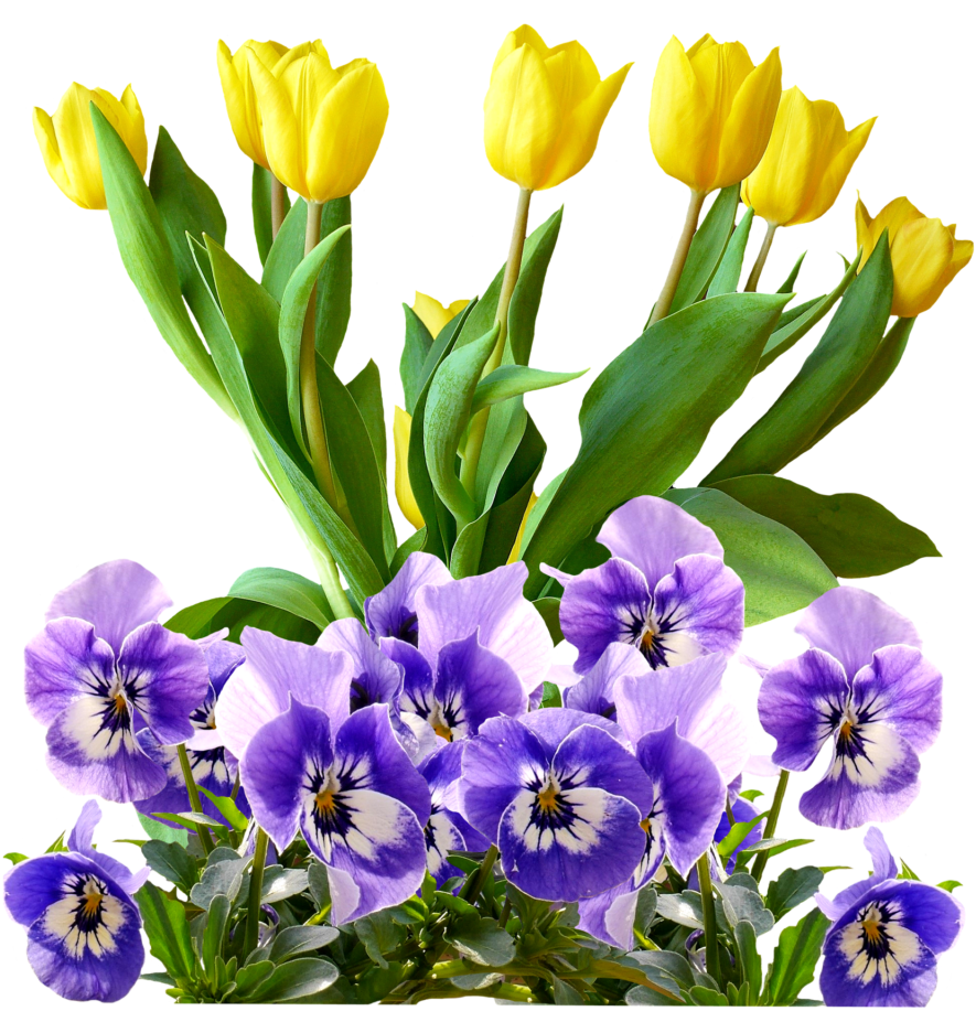 Yellow_ Tulips_and_ Purple_ Pansies PNG image