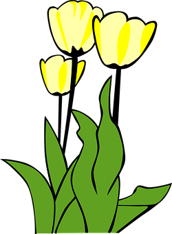 Yellow Tulips Vector Illustration PNG image