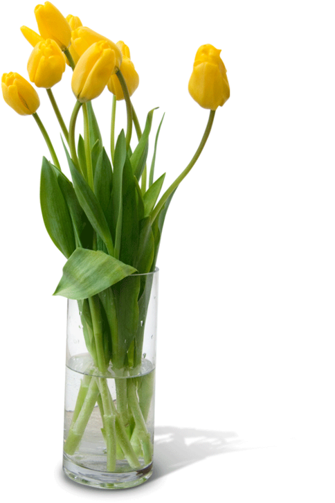 Yellow Tulipsin Glass Vase PNG image