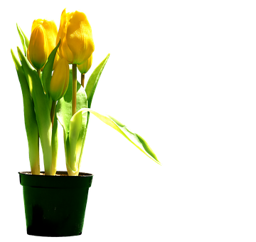 Yellow Tulipsin Pot Silhouette PNG image