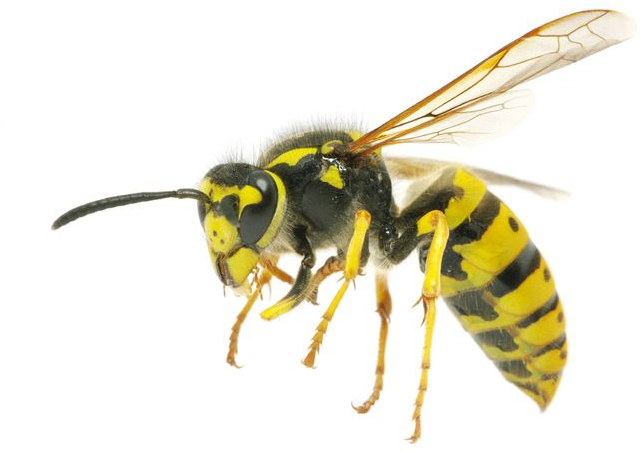Yellow Wasp Side View PNG image