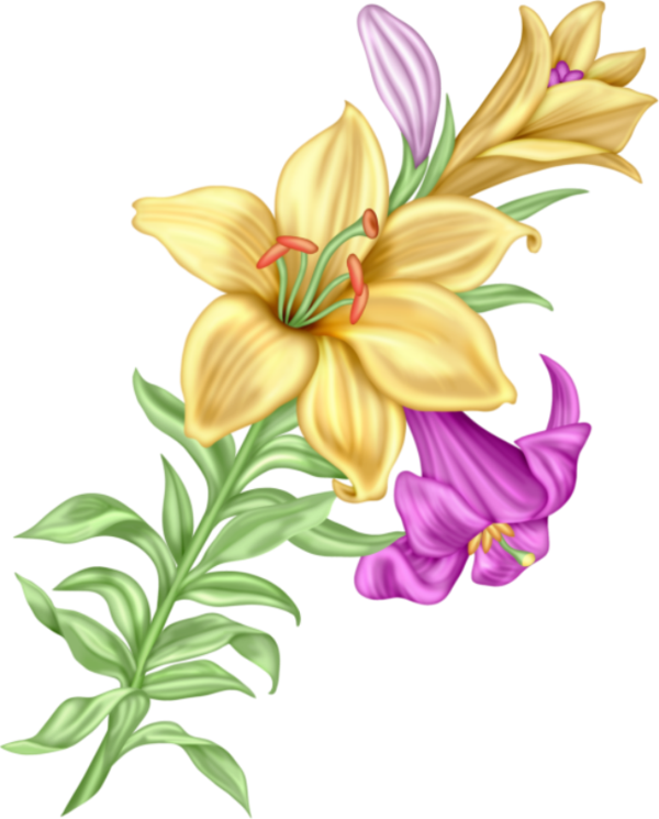 Yellowand Purple Gladiolus Illustration PNG image