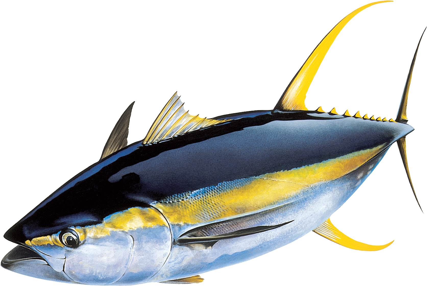 Yellowfin Tuna Illustration PNG image