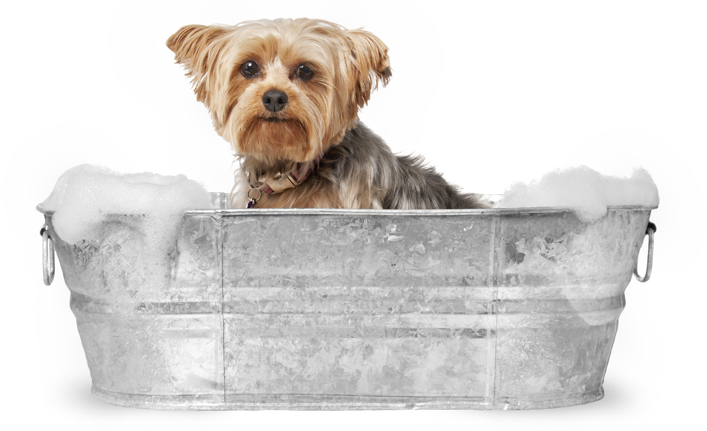 Yorkshire Terrier Enjoying Bath Time PNG image