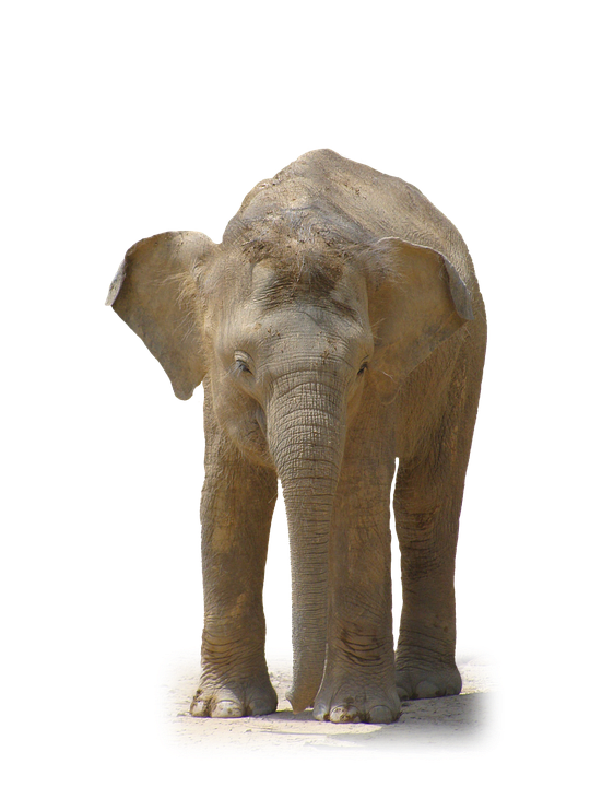 Young African Elephant Standing PNG image