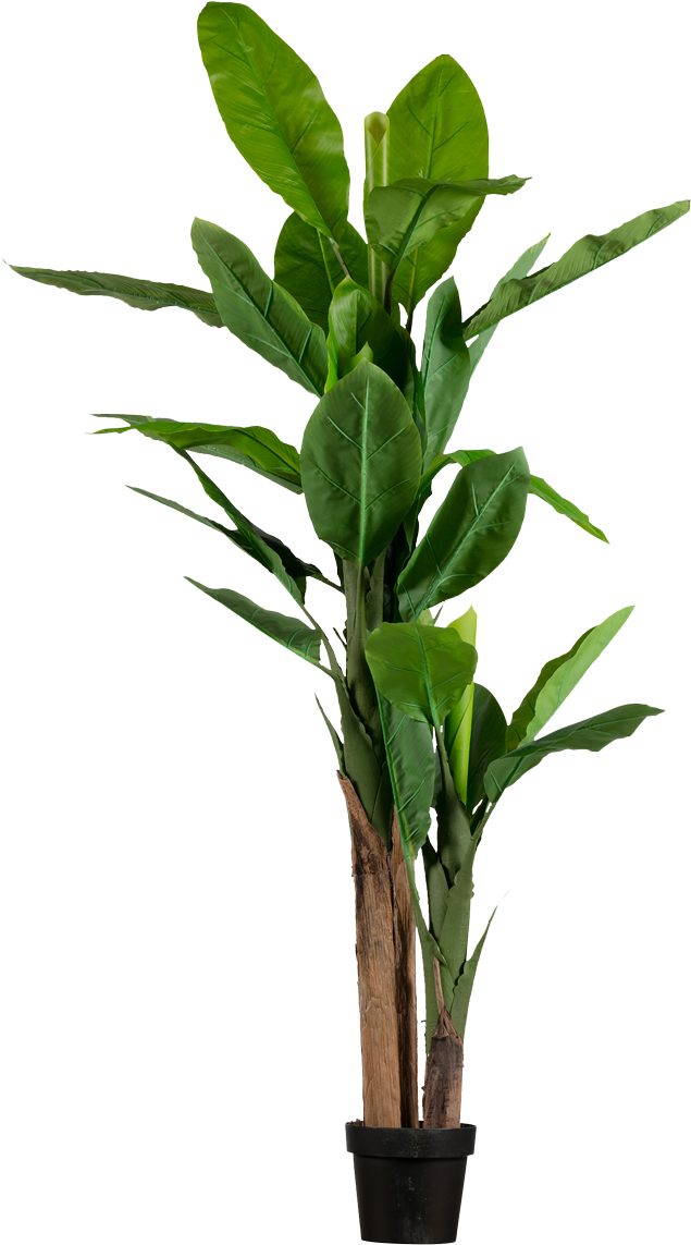 Young Banana Plantin Pot PNG image