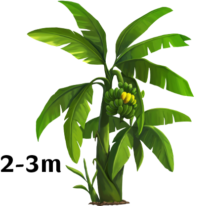 Young Banana Tree With Fruit Height Indicator PNG image
