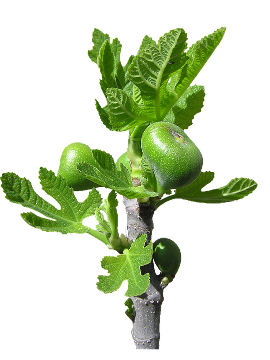 Young Fig Tree Branchwith Fruit PNG image