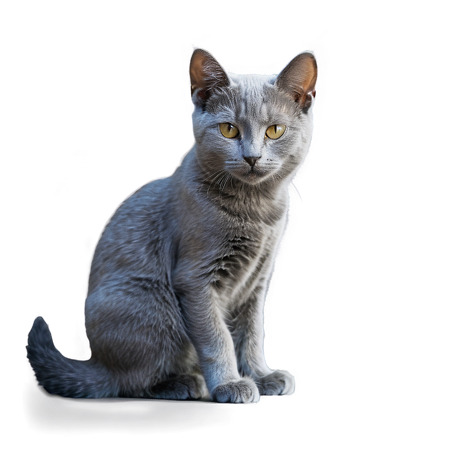 Young Grey Cat Png Agh95 PNG image