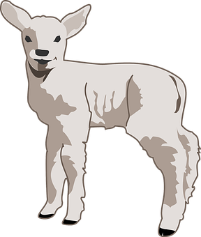 Young Lamb Illustration PNG image