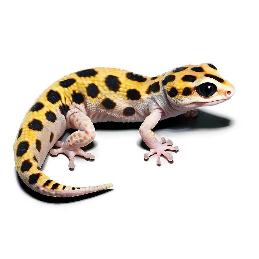 Young Leopard Gecko Png 88 PNG image