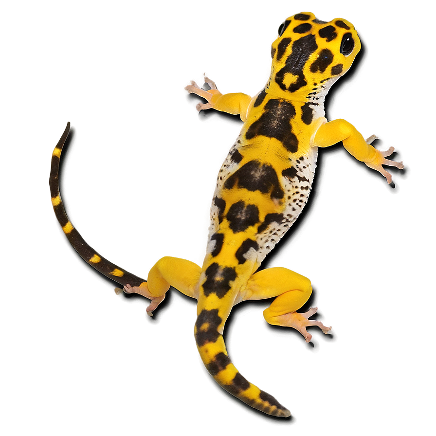 Young Leopard Gecko Png Ldw PNG image