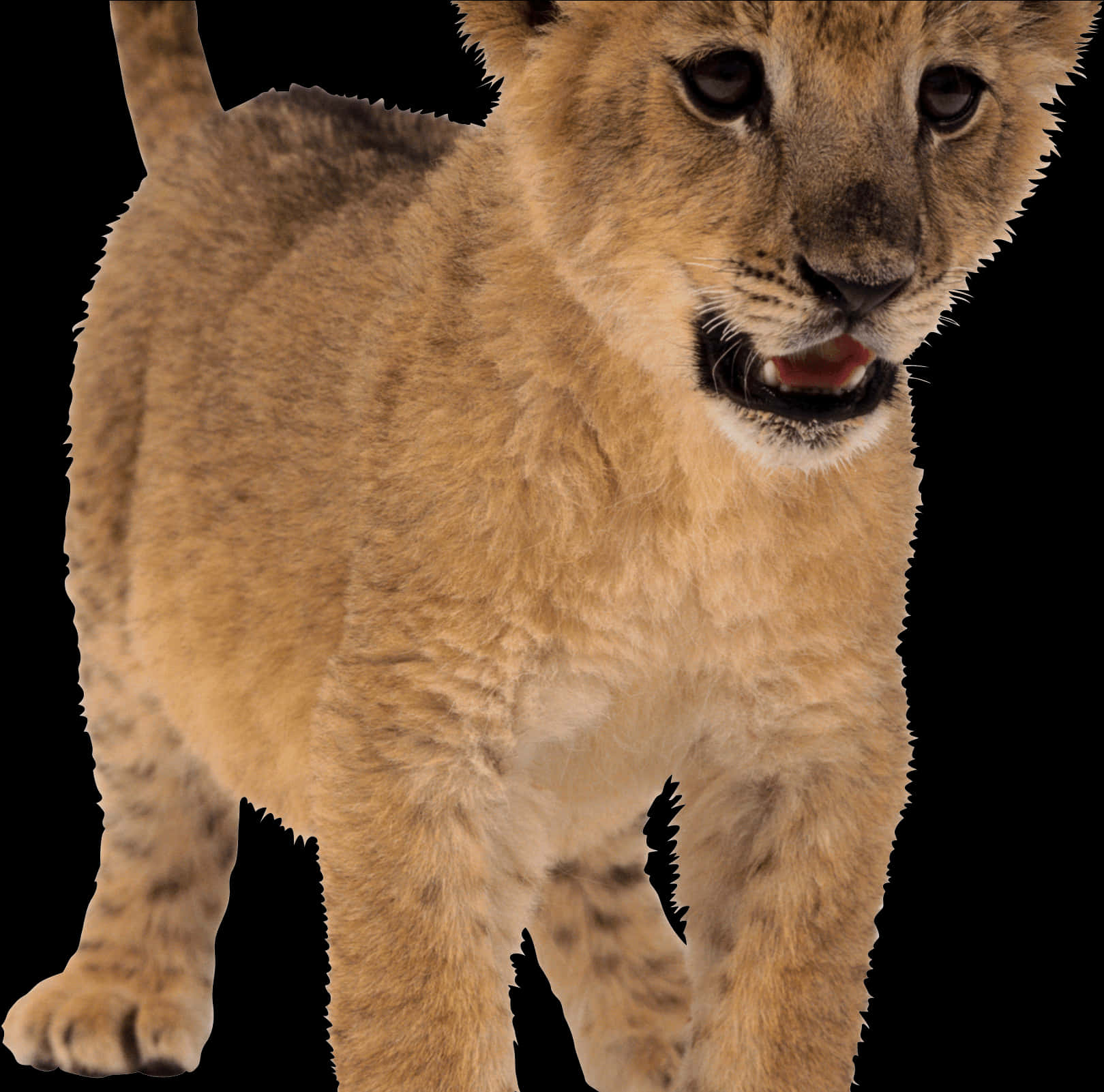 Young Lion Cub Portrait PNG image