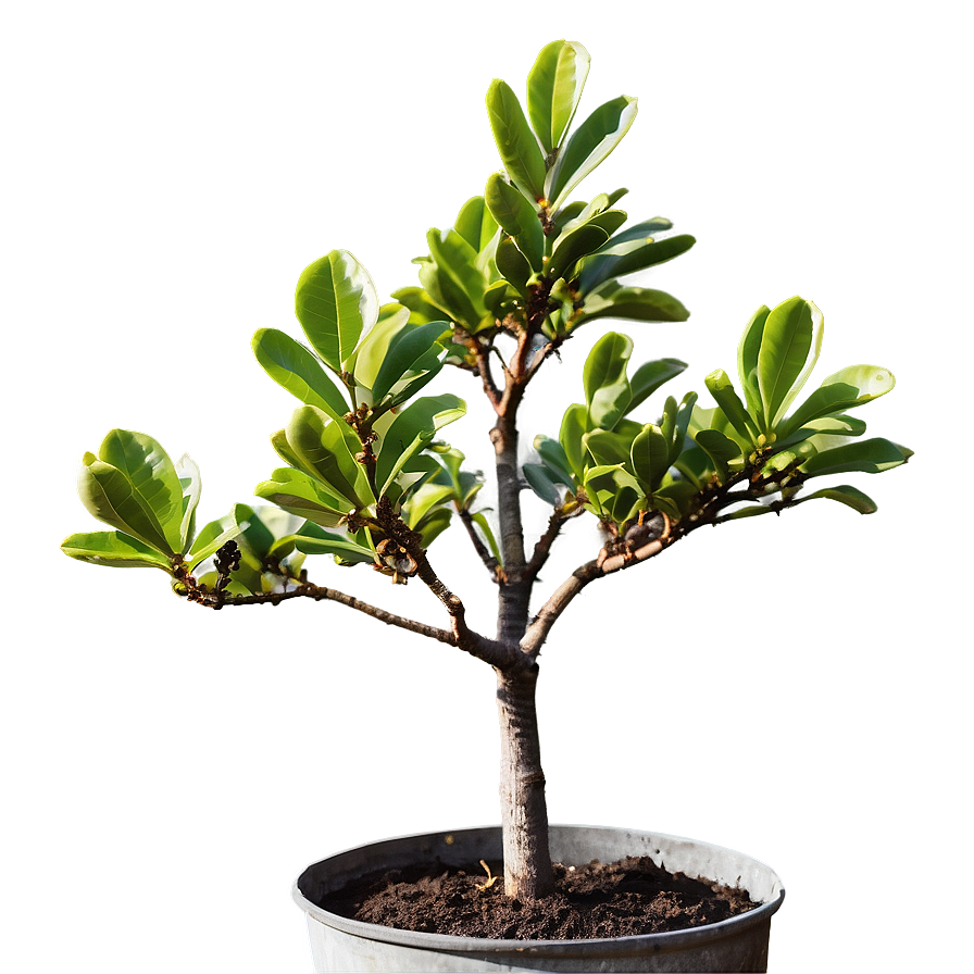 Young Magnolia Tree Growing Png Vqg PNG image