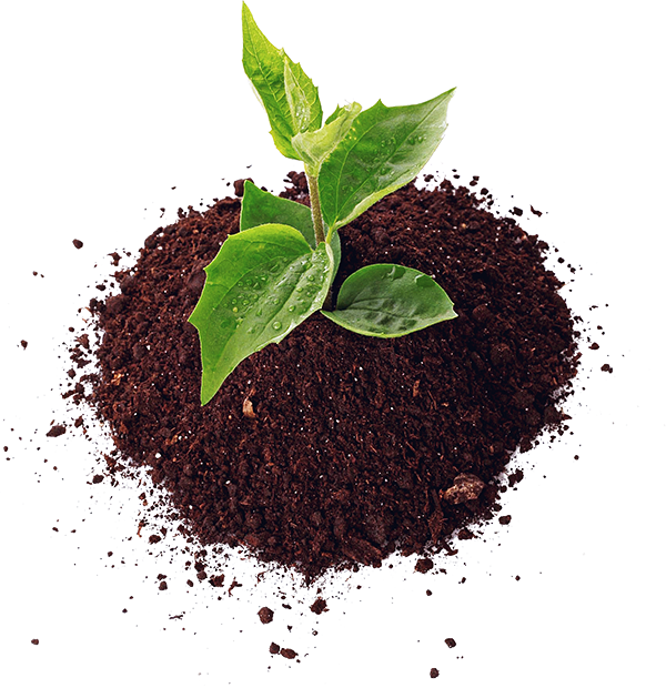 Young Plantin Fertile Soil PNG image