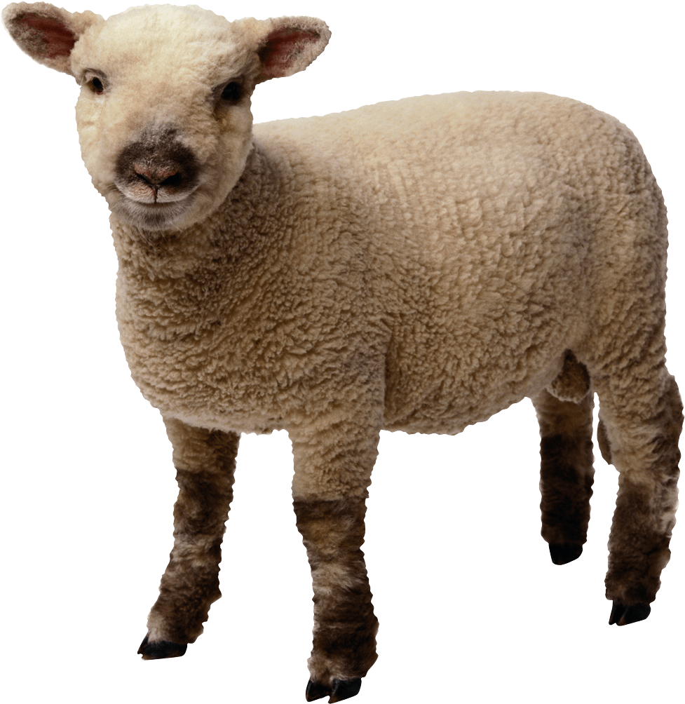 Young Sheep Standing Transparent Background PNG image