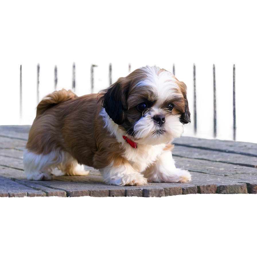 Young Shih Tzu Learns Tricks Png Cpw PNG image