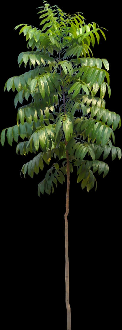 Young Tree Isolatedon Black Background PNG image