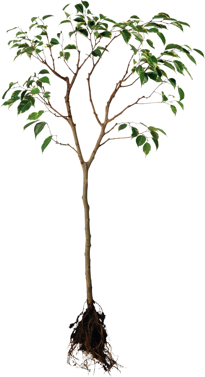 Young Treewith Exposed Roots PNG image