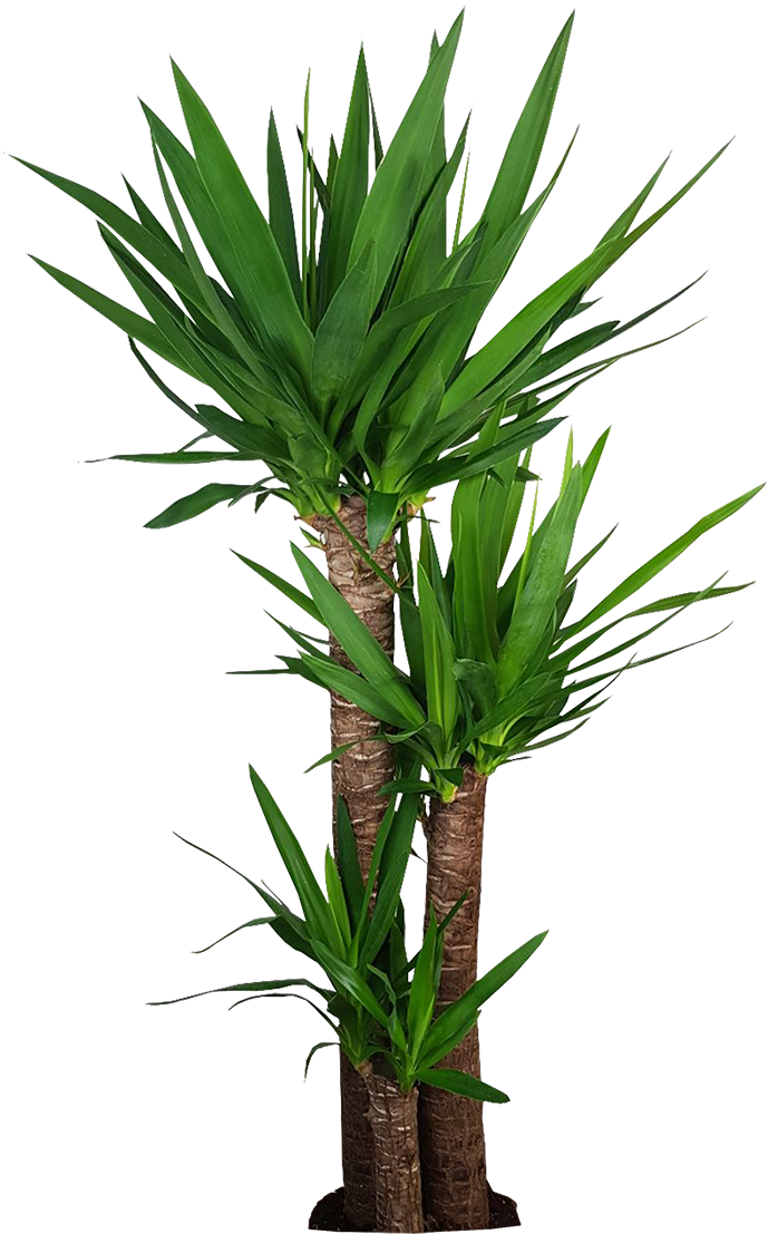 Yucca Elephantipes Indoor Plant.png PNG image