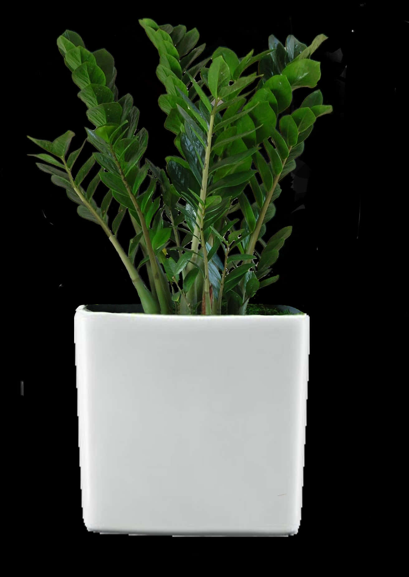 Zamioculcas Zamiifolia Plantin White Pot PNG image