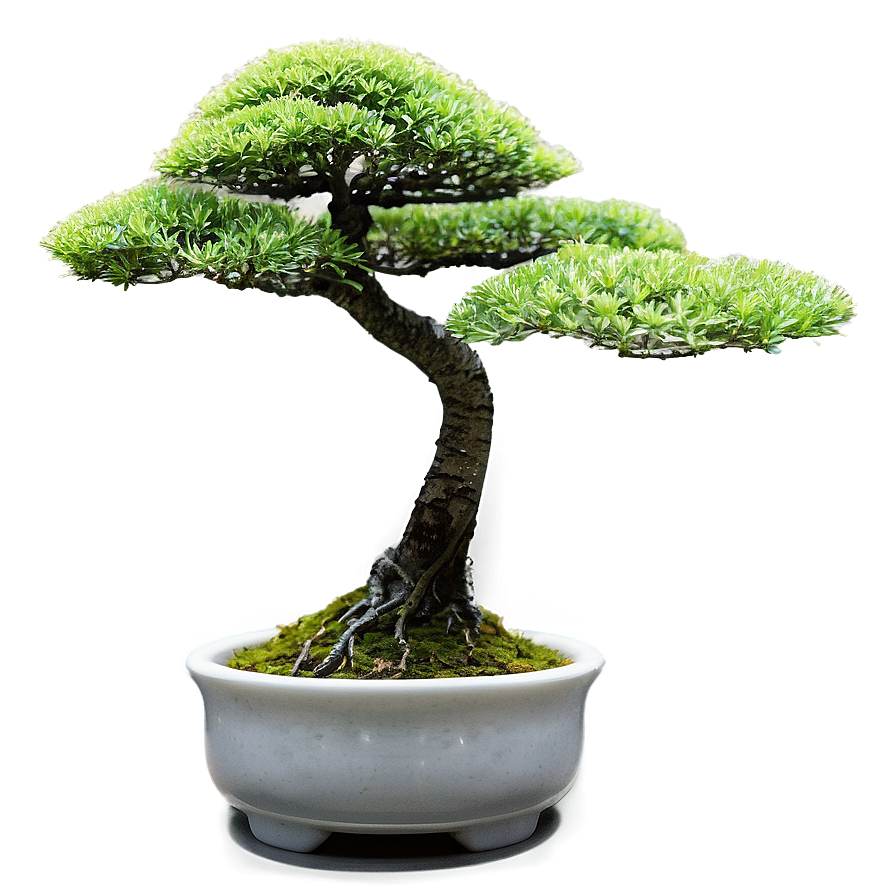 Zen Garden Bonsai Tree Png 06202024 PNG image