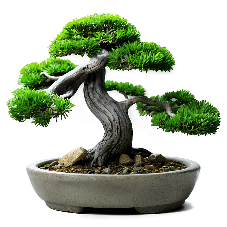 Zen Garden Bonsai Tree Png 06202024 PNG image