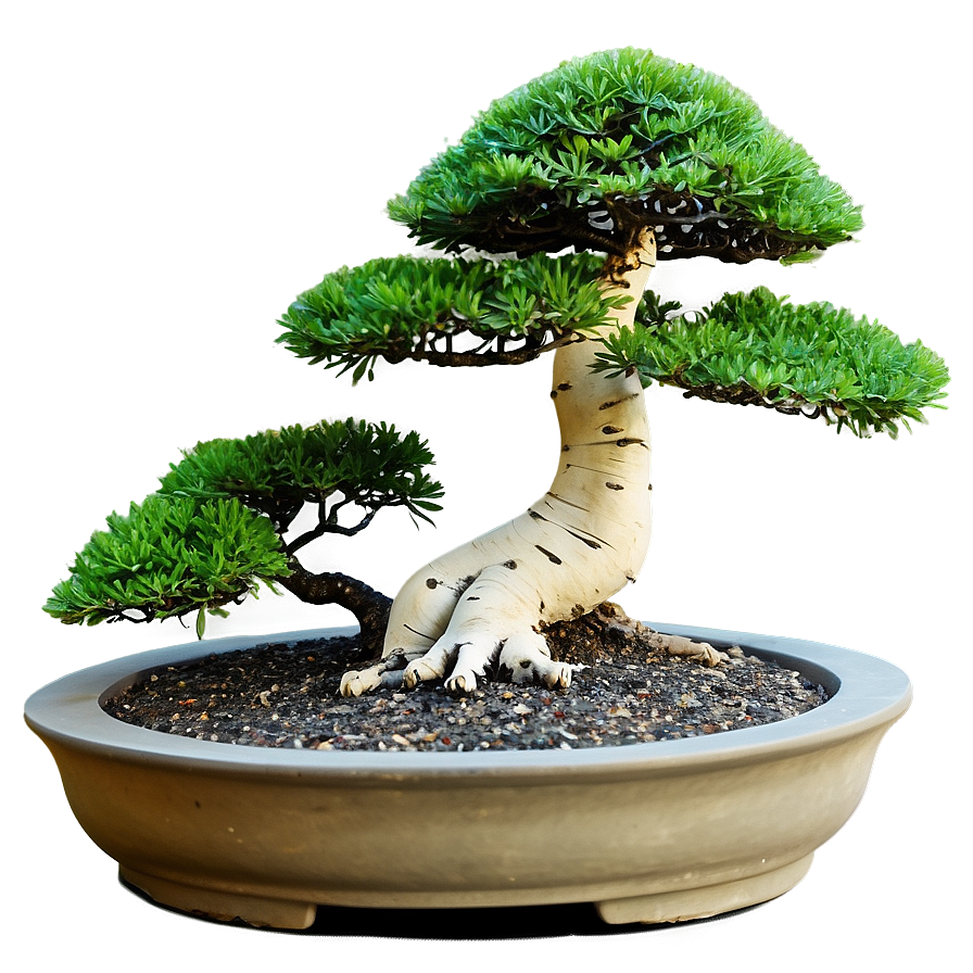 Zen Garden Bonsai Tree Png 93 PNG image