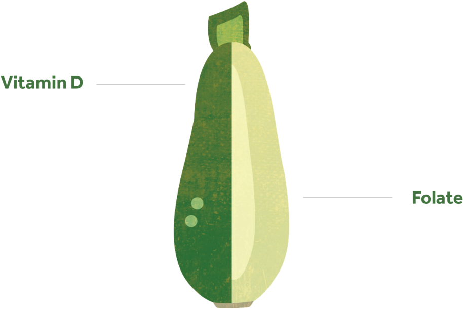 Zucchini Nutrient Content Illustration PNG image