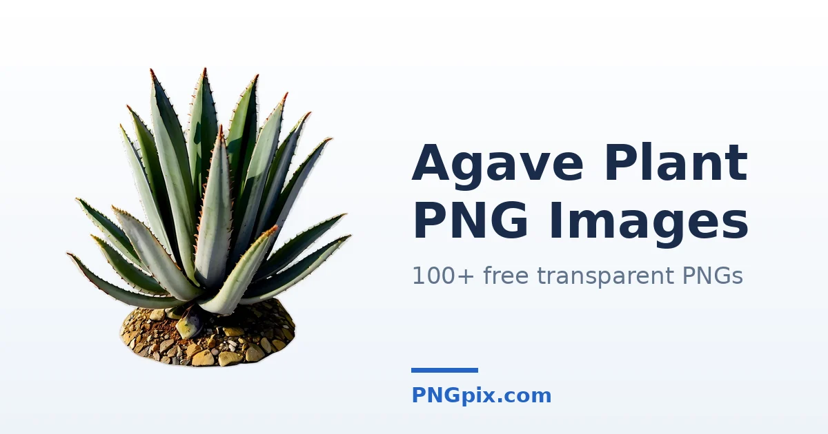 Agave Plant PNG images