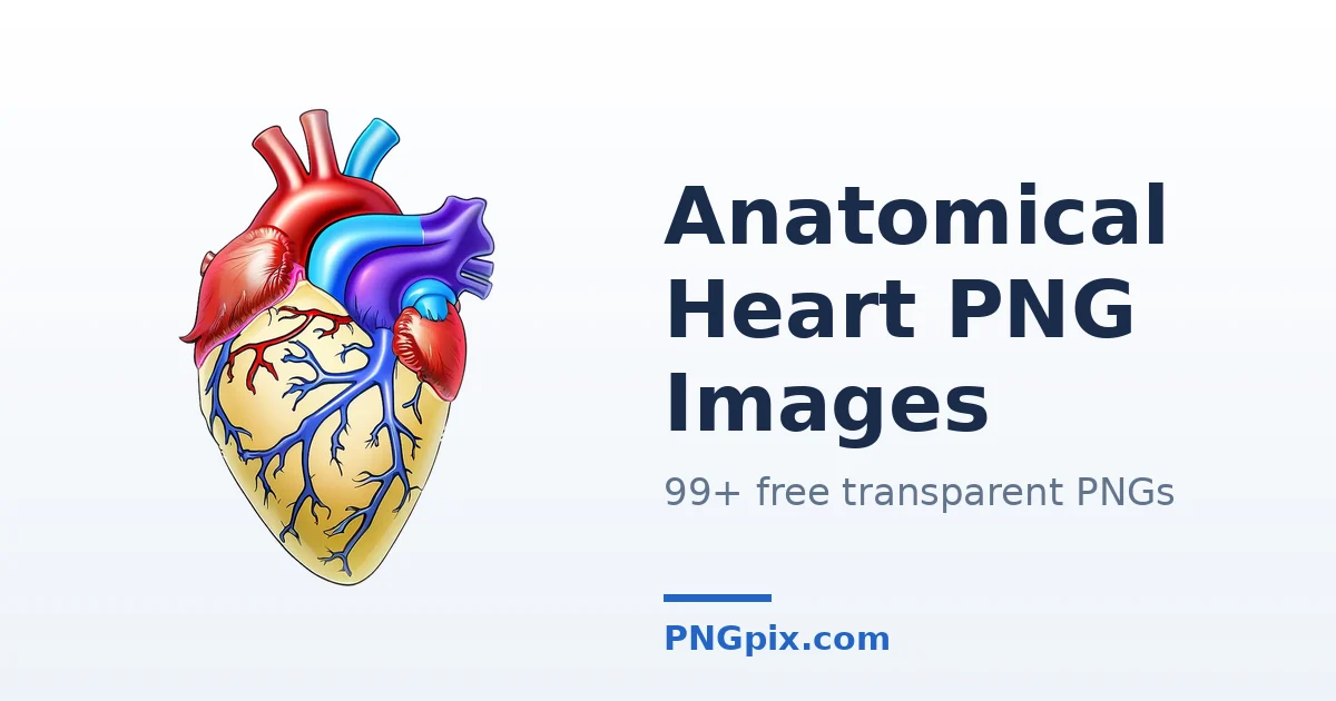 Anatomical Heart PNG images
